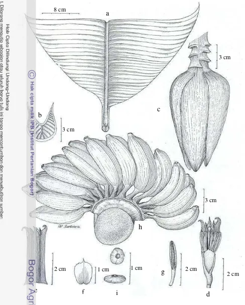 Figure 12 Musa acuminata ssp. banksii (F. Muell.) N.W. Simmonds. a. leaf; b. 