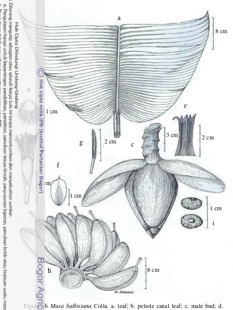Figure 16 Musa balbisiana Colla. a. leaf; b. petiole canal leaf; c. male bud; d. 