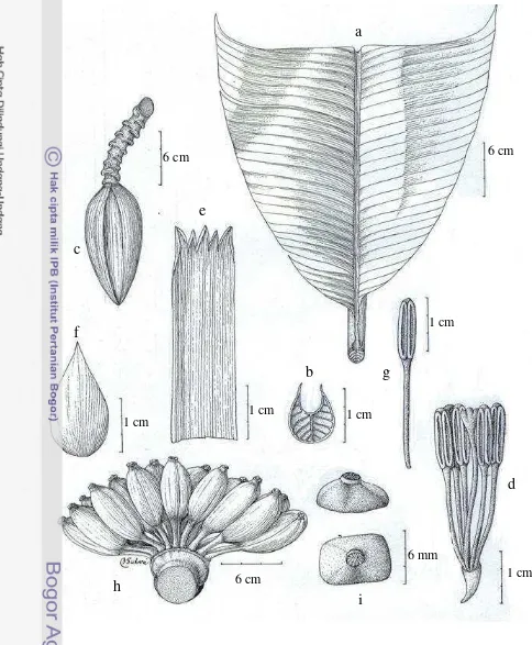 Figure 17  Musa celebica Warb. ex K. Schum. a. leaf; b. petiole canal leaf; c. male 