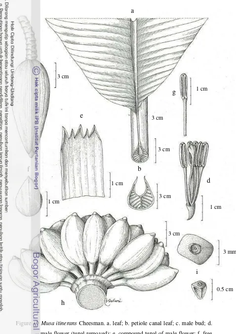 Figure 19 Musa itinerans  Cheesman. a. leaf; b. petiole canal leaf; c. male bud; d. 