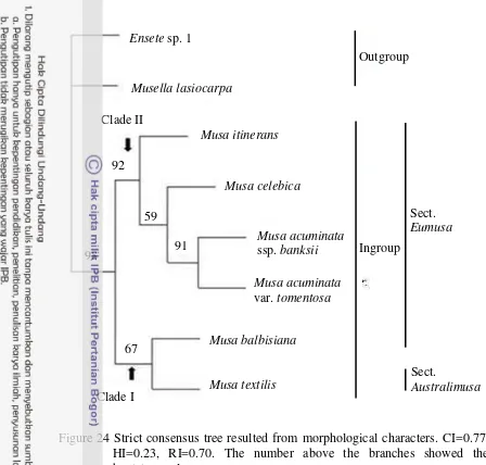 Figure 24 Strict consensus tree resulted from morphological characters. CI=0.77, 