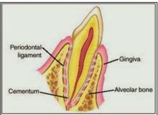 Gambar 2. Tulang Alveolar15 