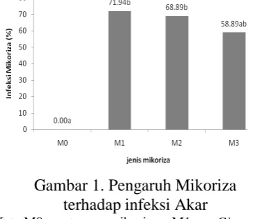 Gambar 1. Pengaruh Mikoriza terhadap infeksi Akar 