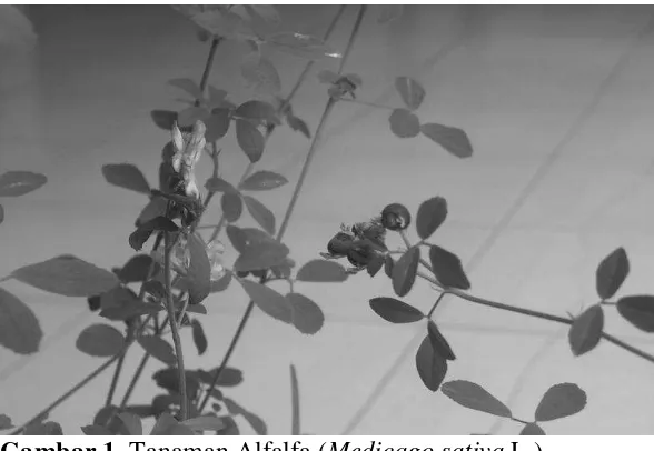 Gambar 1. Tanaman Alfalfa (Medicago sativa L.) 