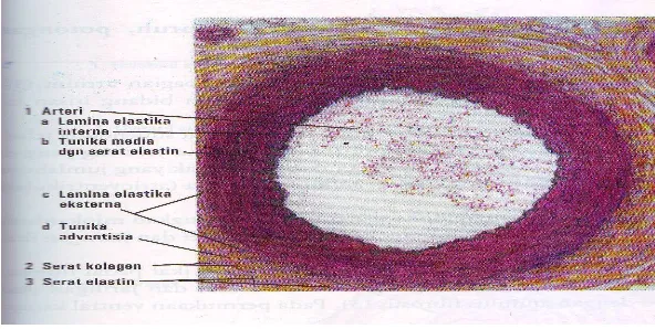 Gambar 1. Lapisan pembuluh darah arteri23
