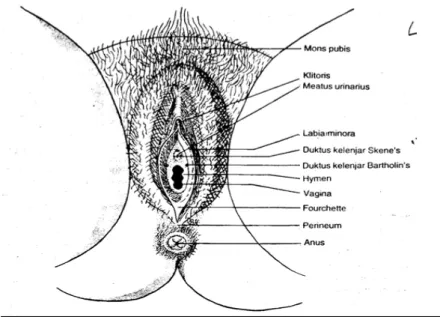 Gambar 2 : Organ Reproduksi Eksterna Pada Wanita