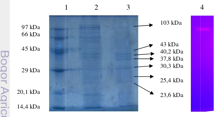 Gambar 2 Elektroforeoregram sumur (1) marker low molecular weightight