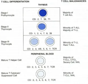 Gambar 2. Diferensiasi dan keganasan  sel T1