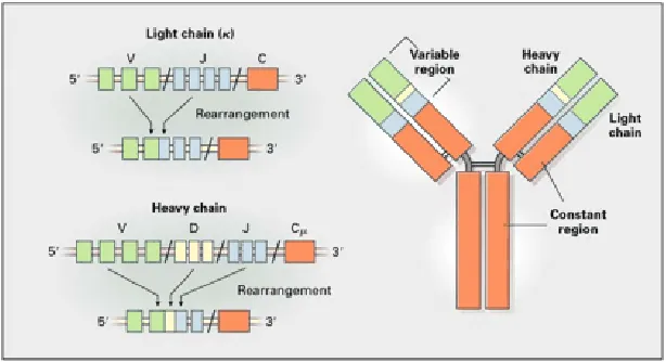 Gambar 3. V(D)J recombination pada perkembangan sel B.4  