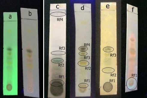 Gambar 1.  Hasil KLT ekstrak daun  pepaya dengan fase gerak n-heksan : aseton (7,5 : 2,5) dengan deteksi pada UV254 sebelum disemprot reagen (a),  UV366 sebelum di semprot reagen (b), setelah disemprot dengan annisaldehid-H2SO4 pada sinar tampak (c), FeCl3 pada sinar tampak  (d), dragendorf pada sinar tampak  (e), sitoborat pada UV366  (f) 