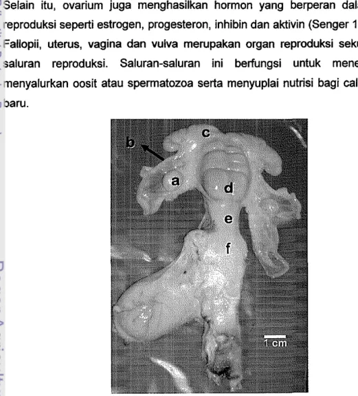 Gambar 8  Organ  reproduksi  betina rusa timor (Gervus timorensis),  terdiri atas a.  Ovarium, b