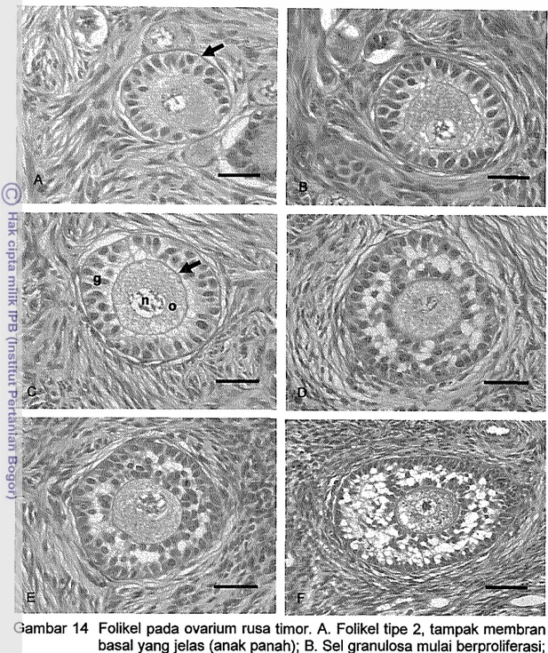 Gambar 14  Folikel  pada  ovarium  rusa  timor.  A.  Folikel tipe  2,  tampak membran  basal yang jelas (anak panah);  B