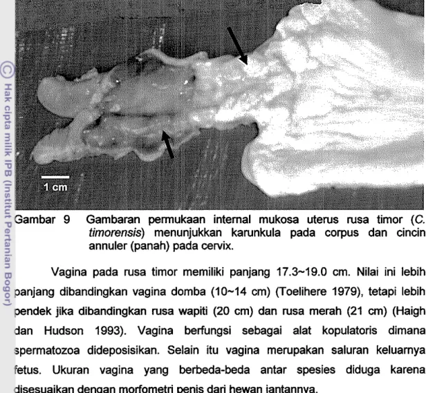 Gambar  9  Gambaran  perrnukaan  internal  mukosa  uterus  rusa  timor  (C.  timorensis)  menunjukkan  karunkula  pada  eorpus  dan  einein  annuler (panah) pada cervix