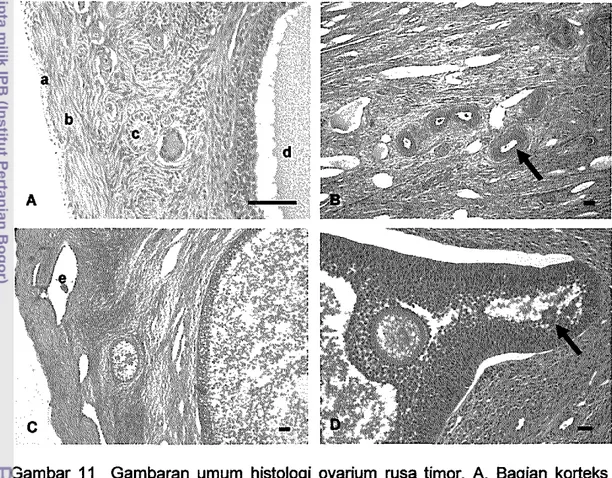 Gambar  11  Gambaran  umum  histologi  ovarium  rusa  timor.  A.  Bagian  korteks  dengan  (a)  sel  germinal,  (b)  tunika  albugenia,  (c)  folikel  preantral,  dan  (d)  folikel  antral;  B
