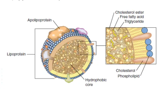 Gambar  2.5: Struktur dari lipoprotein. Lipoprotein berbentuk spheris dengan inti yang hidrofobik  dan permukaan yang amphiphilik