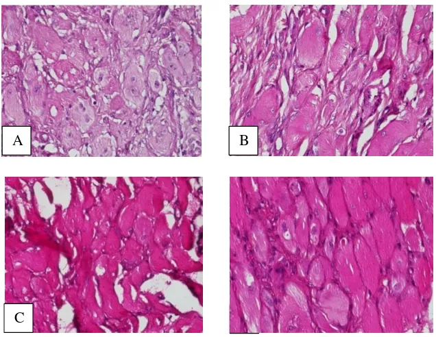 Gambar 2.Hasil kultur yang diwarnai dengan Hematoksilin Eosin (HE) perbesaran 40 kali stem cell mesenchymal stem cell pada (A) kelompok kontrol (B) kelompok  plateletrich fibrin (C) kelompok allogenic (D) kelompok kombinasi platelet rich fibrin dan allogenic mesenchymal pada kelompok minggu kedua 