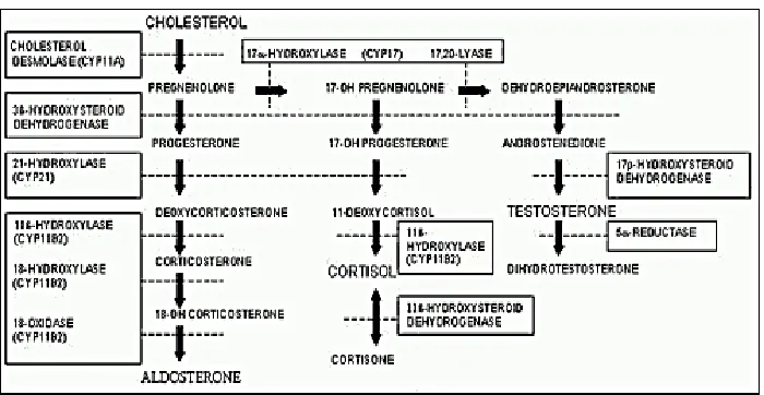 Gambar 2. Stereoidogenesis Adrenal24 
