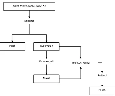 Gambar 1.  Diagram alir prosedur kerja produksi PAb toksin Photorhabdus spp. 
