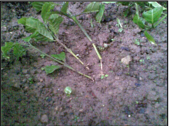 Gambar 4. Pengambilan jumlah akar tanaman  