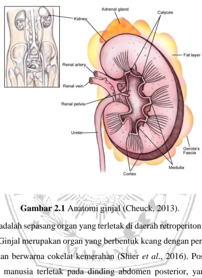 Gambar 2.1 Anatomi ginjal (Cheuck, 2013). 