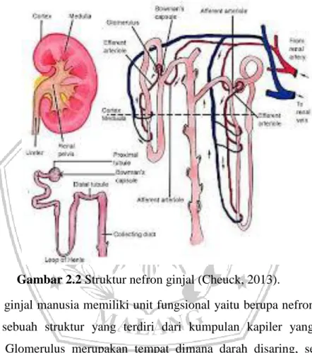 Gambar 2.2 Struktur nefron ginjal (Cheuck, 2013). 