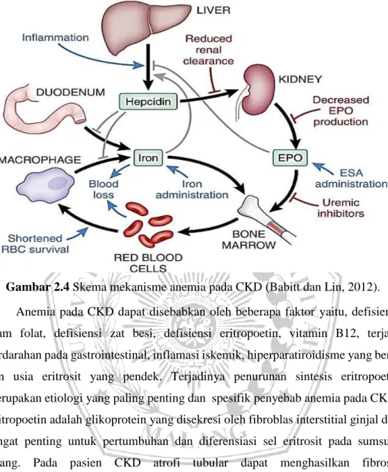 Gambar 2.4 Skema mekanisme anemia pada CKD (Babitt dan Lin, 2012). 