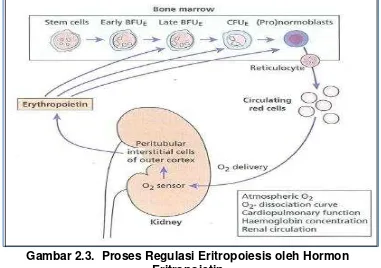 Gambar 2.3.  Proses Regulasi Eritropoiesis oleh Hormon 