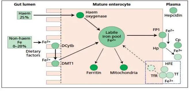 Gambar 2.6. Mekanisme absorpsi besi (Worwood 2005) 