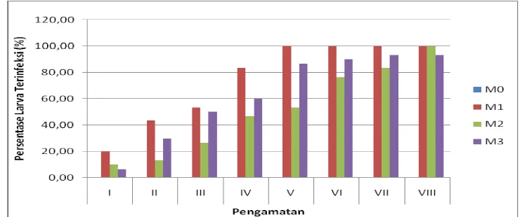 Tabel 1. persentase larva terinfeksi M. Anisopliae 