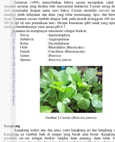 Gambar 2 Caisim (Brassica juncea) 