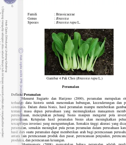 Gambar 4 Pak Choi (Brassica rapa L.) 