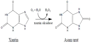 Gambar 3 Pengubahan xantin menjadi asam 