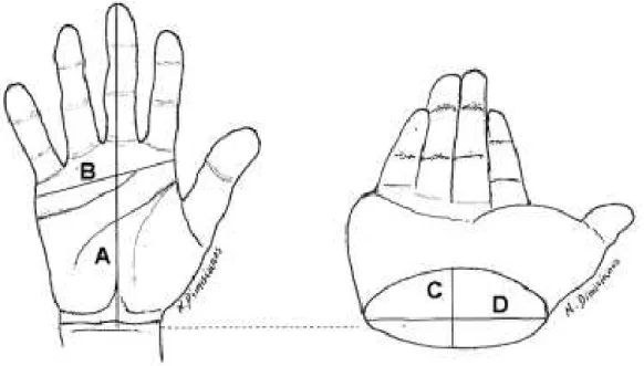 Gambar 1. Gambar rasio tangan dan rasio pergelangan tangan. Gambar sebelah  kiri menunjukkan rasio tangan (A/B) dan gambar sebelah kanan menunjukkan 
