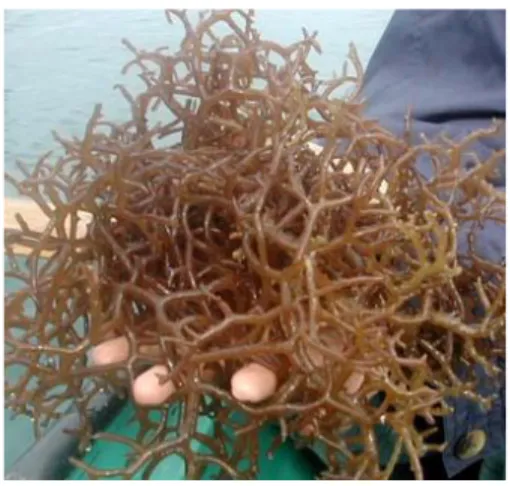 Gambar 1. Rumput Laut Eucheuma cottonii  B.  Karagenan 