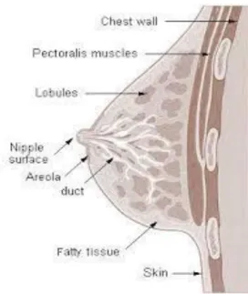Gambar 2. 1 Anatomi Payudara 