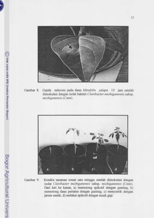 Gambar 8. Gejala nekrosis pada daun Mrabilis jalapa 