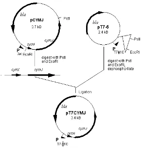 Figure 1. Construction of pT7CYMJ. 