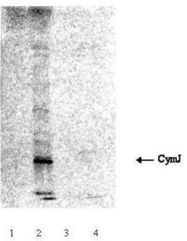 Figure 2. Autoradiograph of an SDS gel in which soluble(s) and 