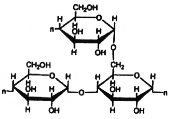 Gambar 2.4. Struktur Molekul Amilopektin 