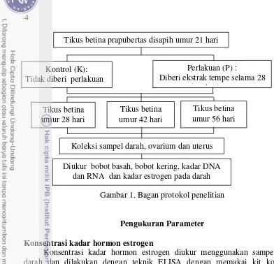 Gambar 1. Bagan protokol penelitian 