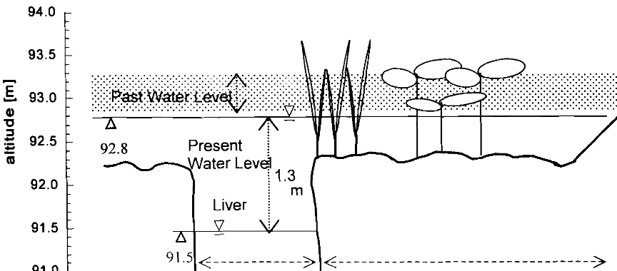Fig.9 Illustration of water and ground level in Rawa Danau 