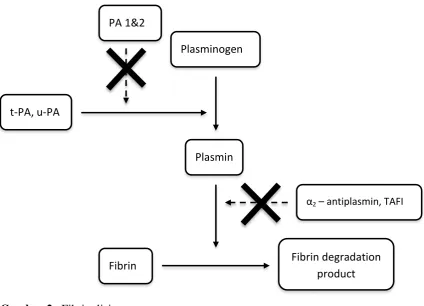 Gambar 2.  Fibrinolisis 