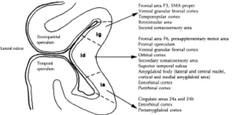 Gambar 3 : Skematik dari insula pada bidang ventrokaudal Sumber : Agustine JR.  Circuitry and Fimctional Aspects of the Insular Lobe in 