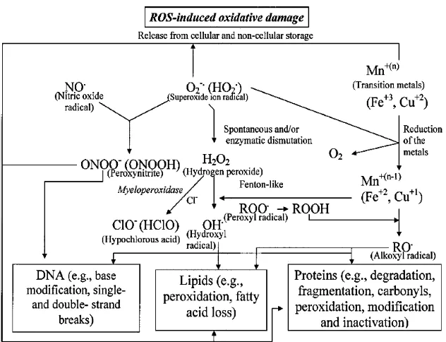 Gambar 6. ROS menginduksi kerusakan oksidatif (Kohen dan 