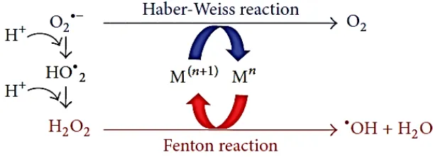 Gambar 8. Reaksi Fenton dan Haber-Weiss (Ayala et al., 2014).