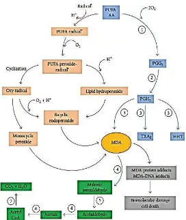 Gambar 10. Proses enzimatik dan non enzimatik MDA (Yin et al., 