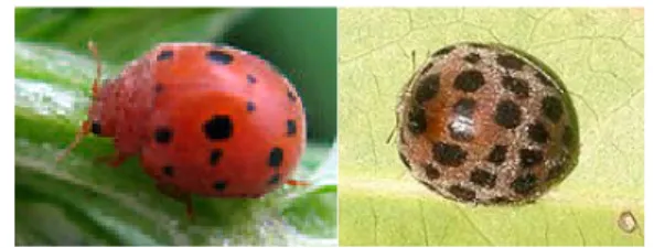 Gambar 6. Kumbang lembing pemakan daun pemakan daun  kacang-kacangan alfalfa,  Subcoccinella  vigintiquatuo-rpunctata di Amerika (kiri) dan H