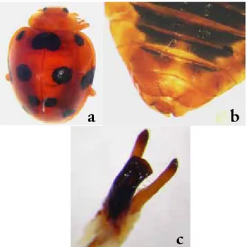 Gambar 5. Metamorfose sempurna pada kumbang lembing  pemakan daun Henosepilachna dieke (dari a ke d: telur,  larva, pupa, dewasa) (foto: Dina Maulinda)