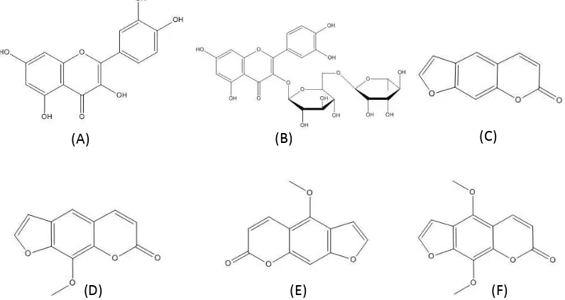 Gambar 2. Struktur kandungan kimia pada tanaman inggu, kuersetin (A), rutin (B), 