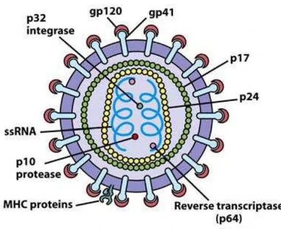 Gambar 1. Morfologi virus HIV 24